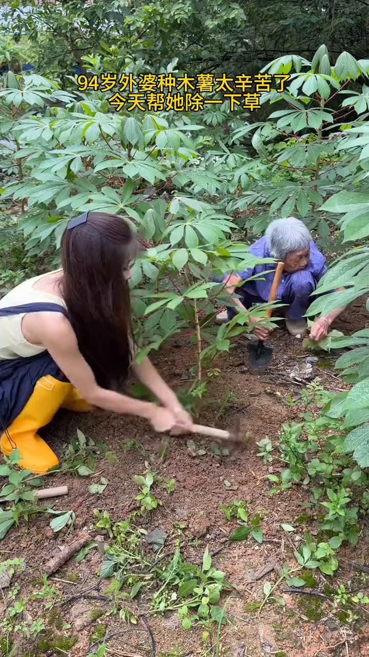 94岁外婆种木薯太辛苦了，今天帮她除一下草，幸亏没被发现。