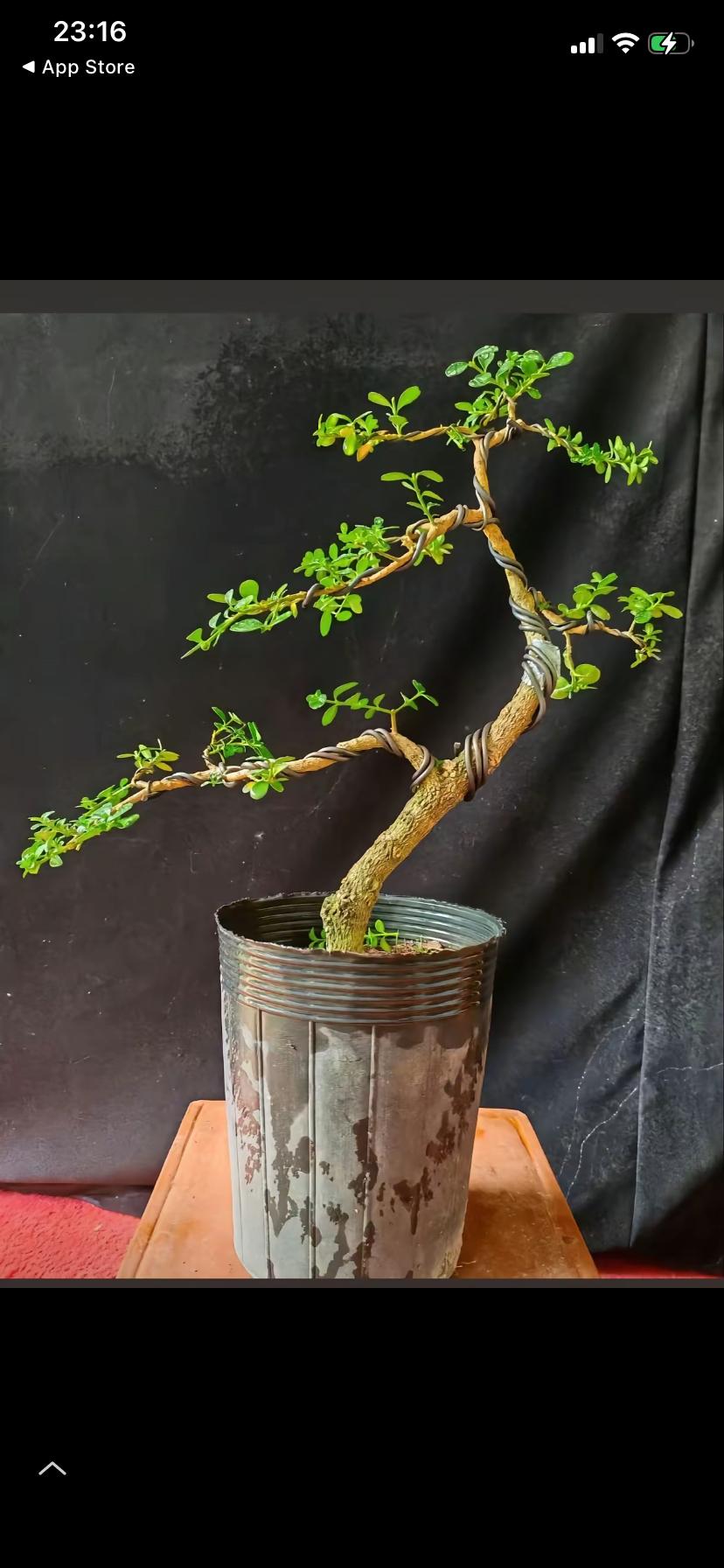 自己的“作品…
用两年时间完成的黄杨盆景
自己感觉还可以
100分的话能打个95