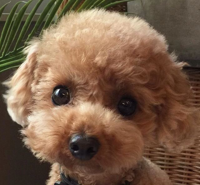 相似度百分百🐶 