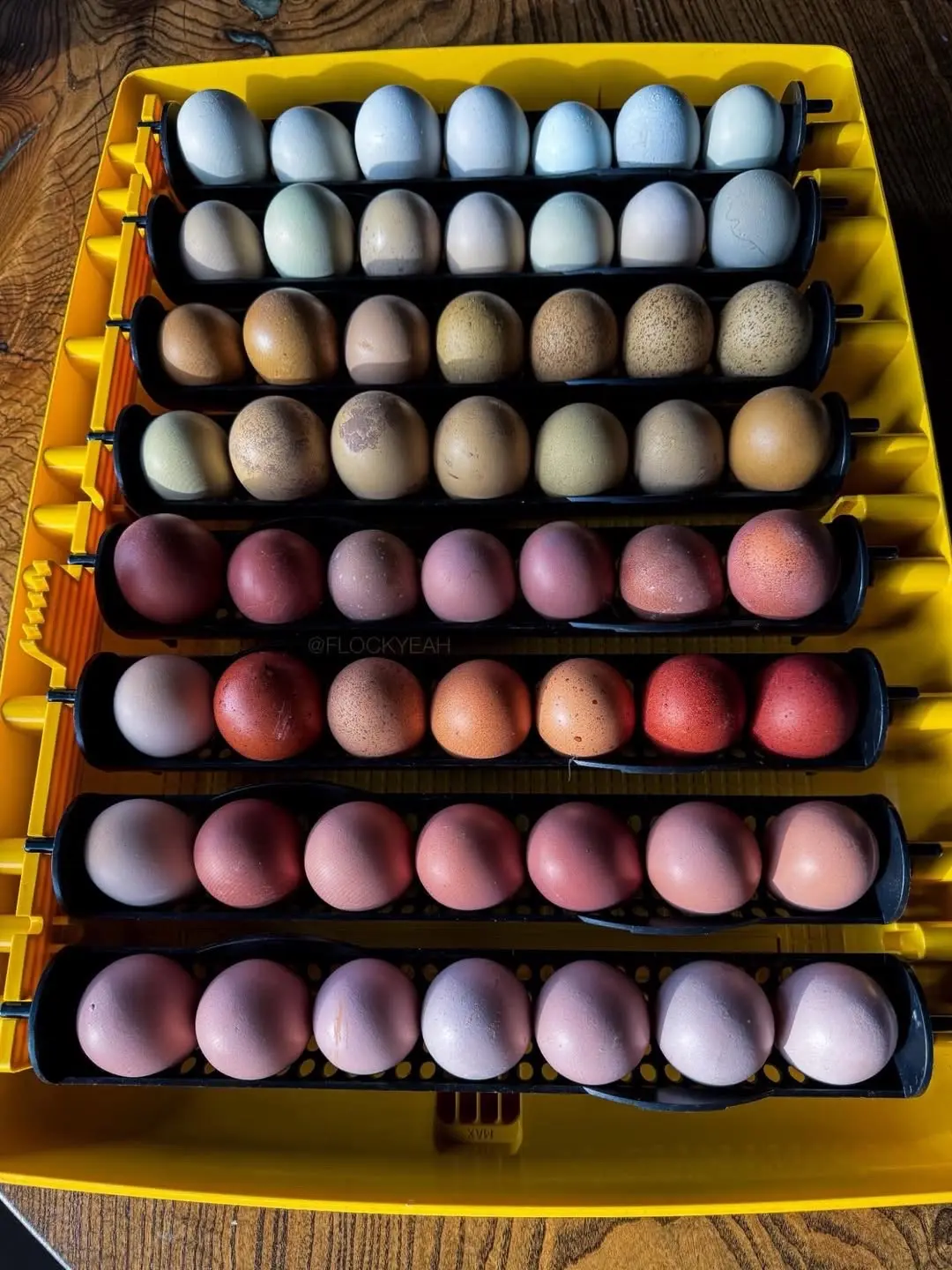 春天里的彩蛋，你有吗？