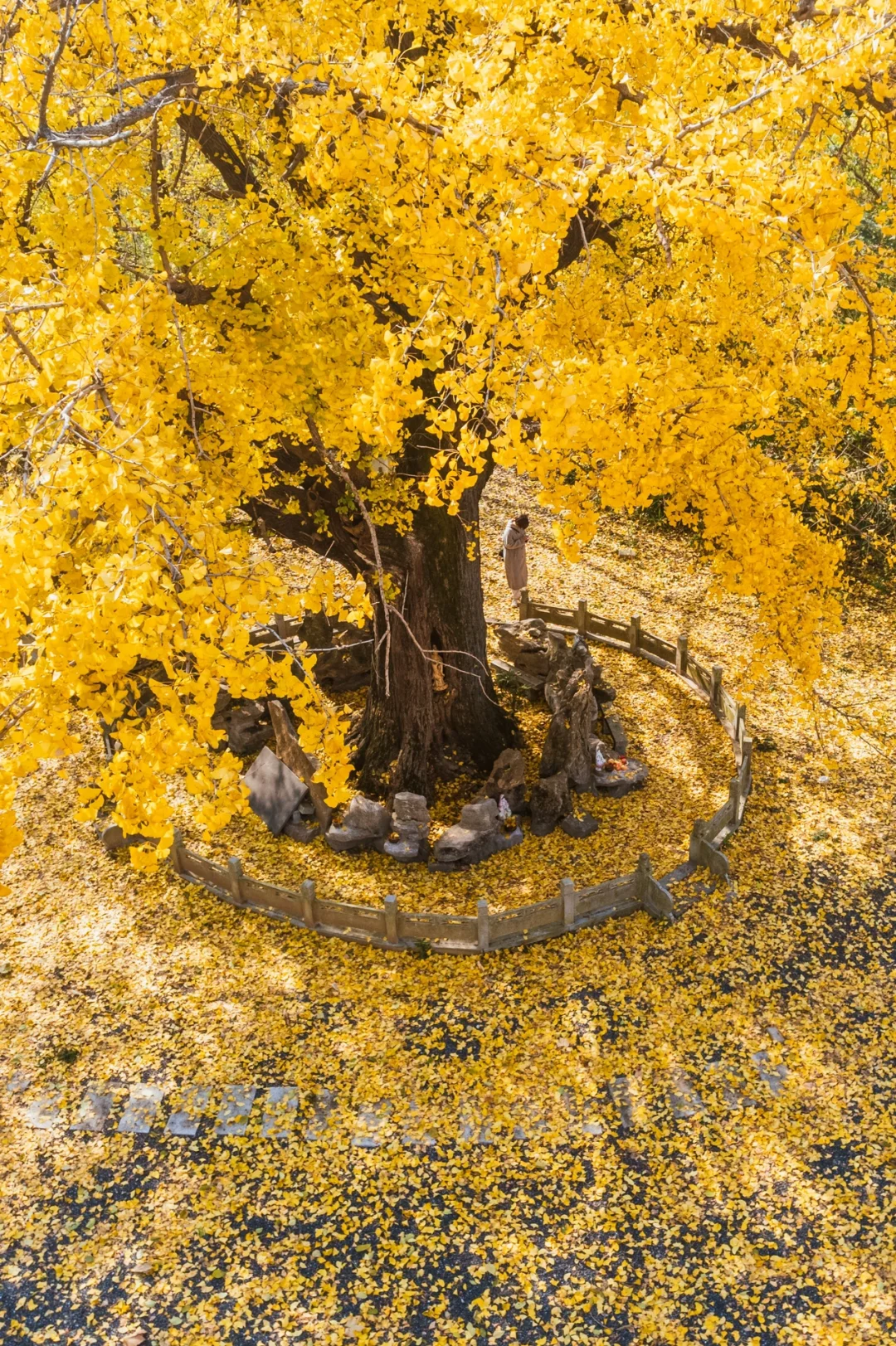 1500年银杏黄透了！就在南京浦口华严寺