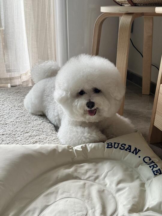 小狗聪明得很🐶