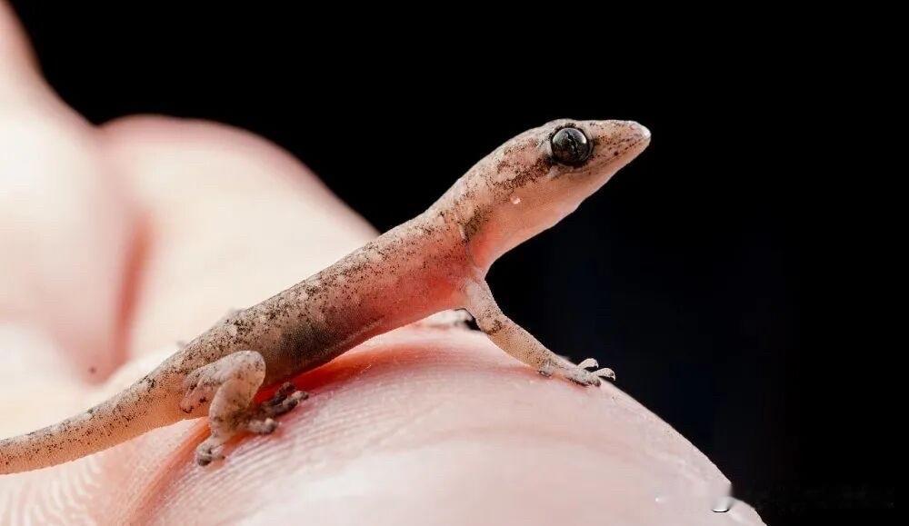 啊，刚在家里客厅发现一只好可爱的小壁虎，小小的，感觉才出生没多久的样子。

它看