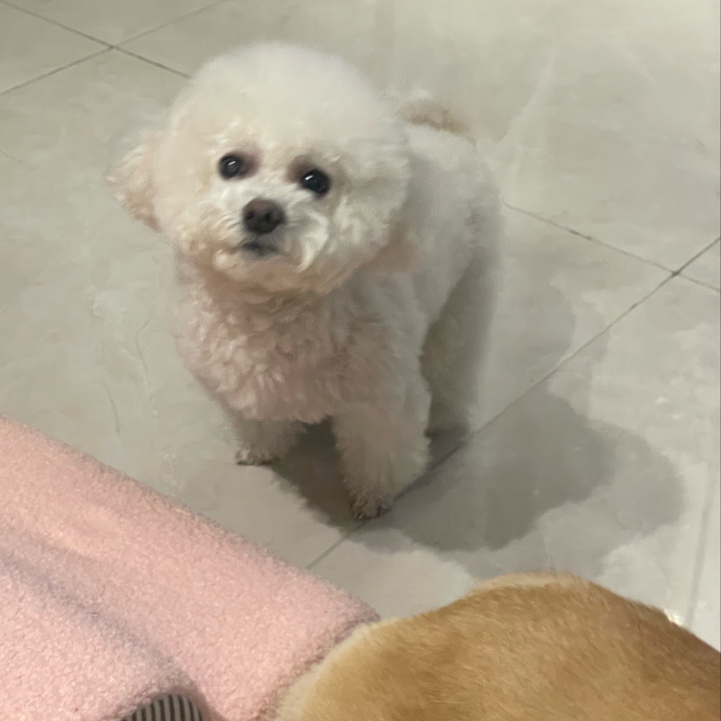 注意注意！前方有小狗出没🐕 