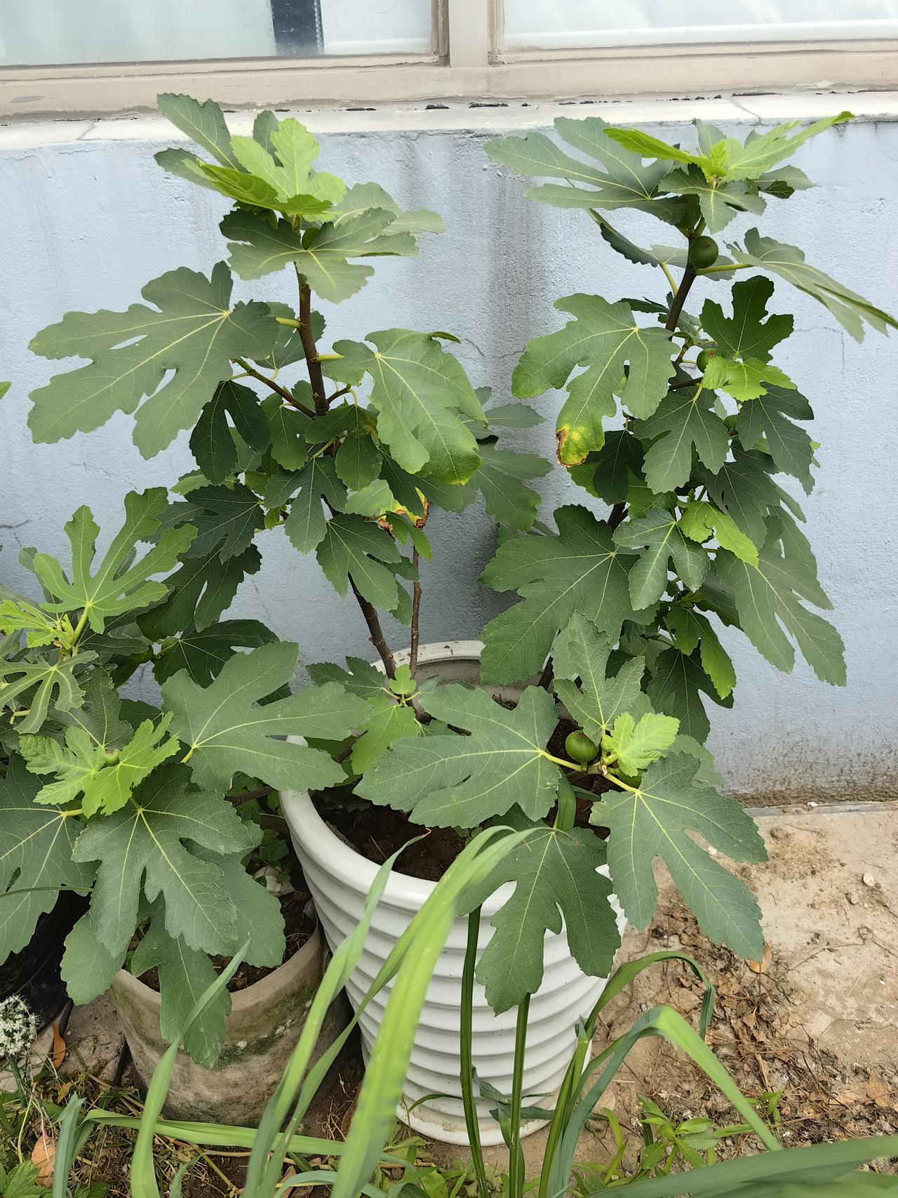 还以为这个无花果不会结什么了，没想到里面藏了10来个无花果了。
其他几颗也是零零