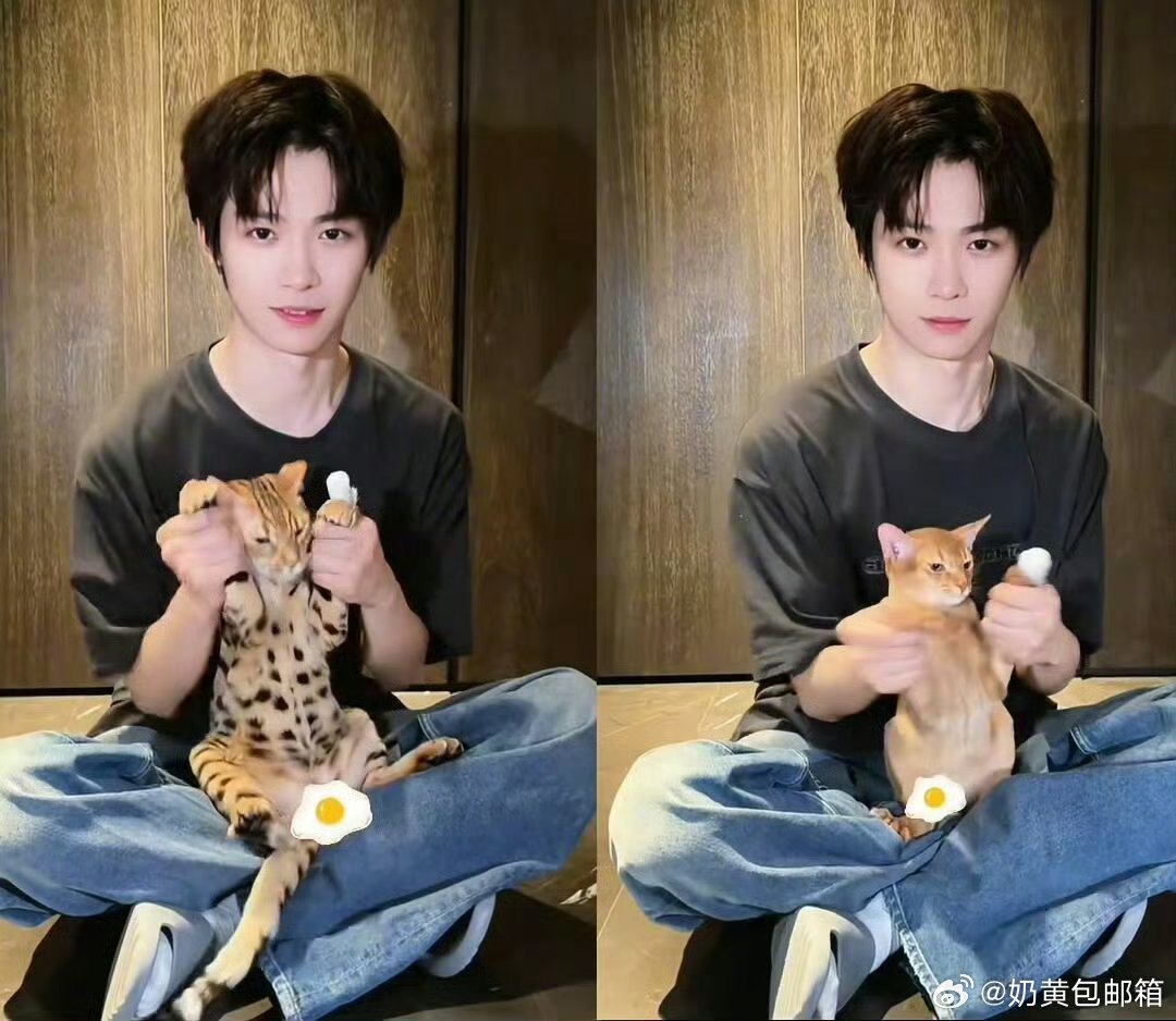 梓渝抱猫跳手势舞到底是猫猫更可爱，还是小鱼更可爱！！ 