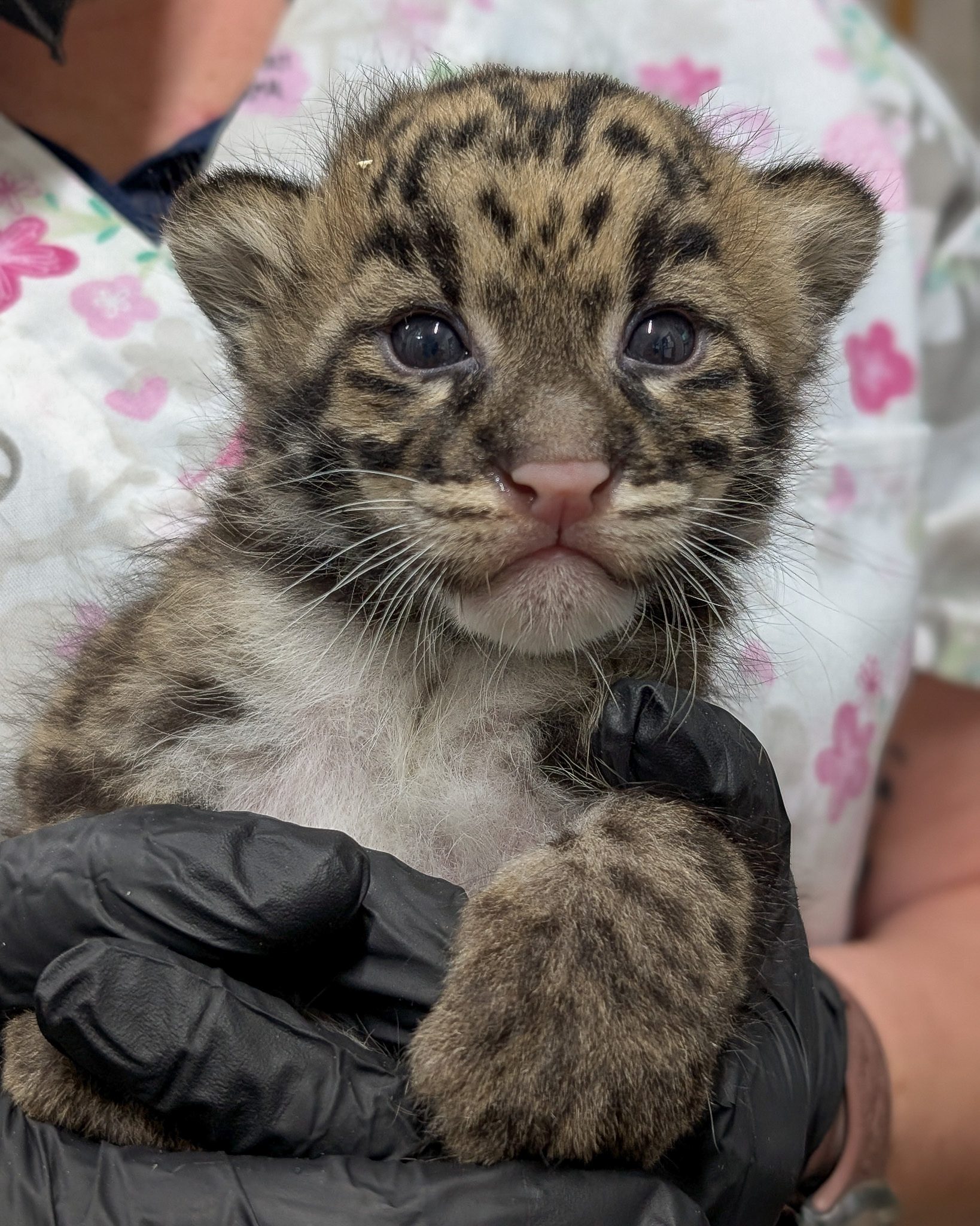 云豹 宝宝你的粉色肉垫太优秀啦[期待]【推：NashvilleZoo】 ​​​
