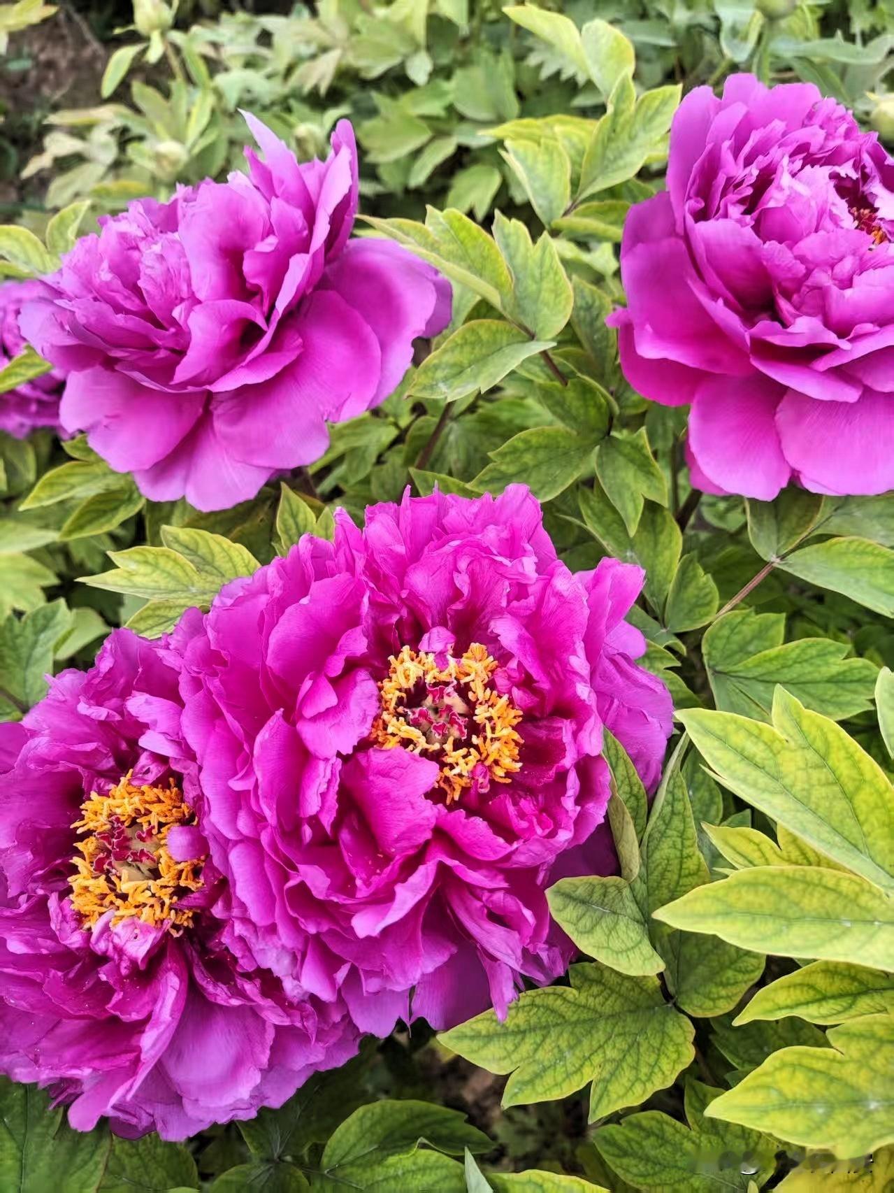 春风拂槛，露华浓；满园牡丹，动京城。

牡丹就是牡丹，一园盛放，满目芳华。

兴