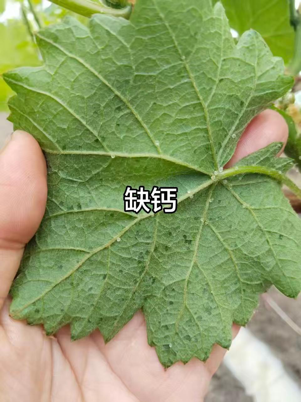 不解释