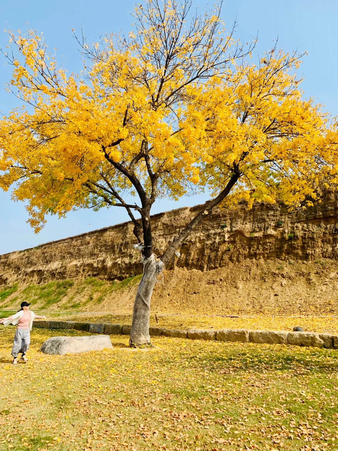郑州秋景封神时刻➕1，城墙古树意境拉🈵