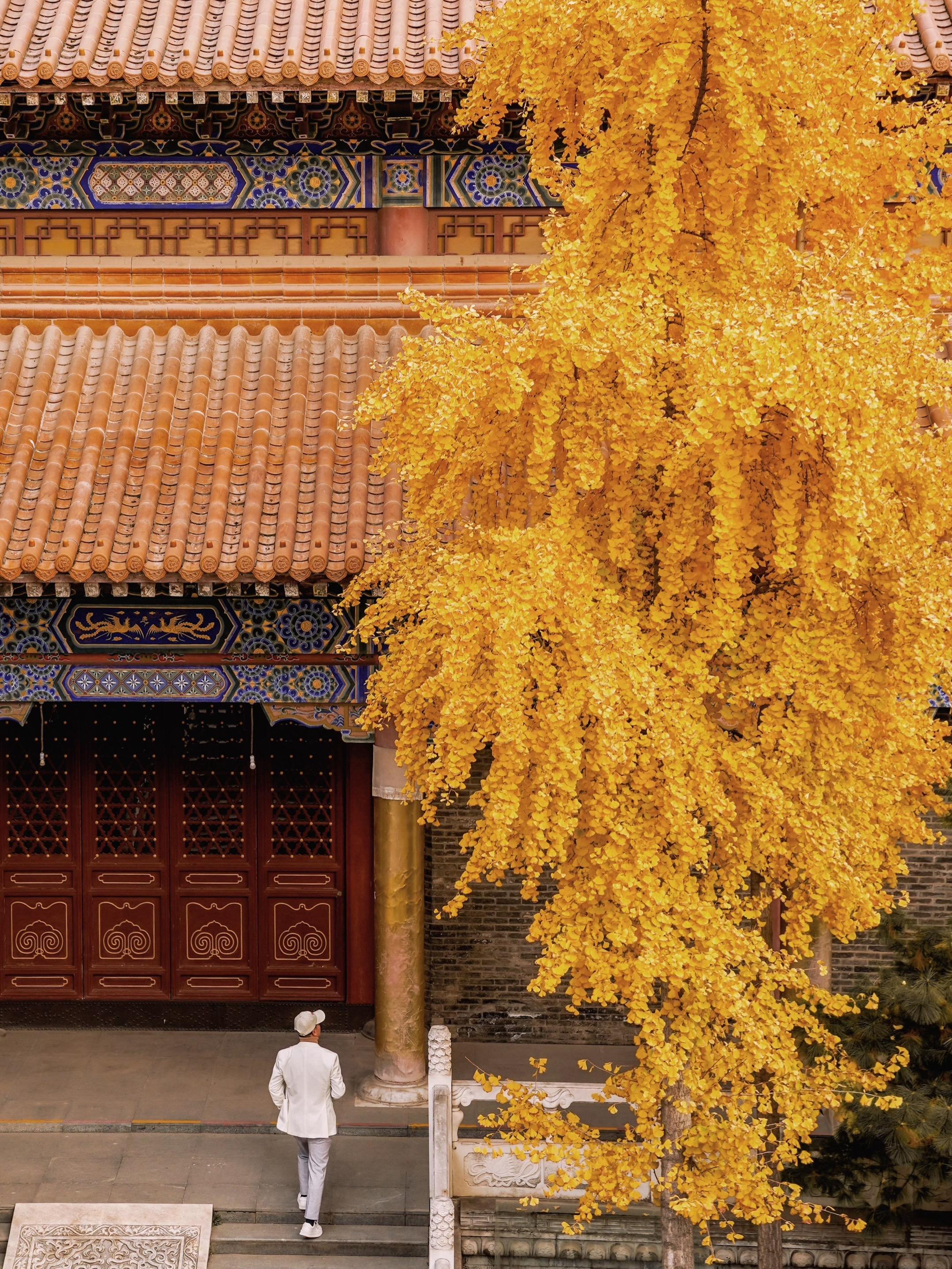 西安小众赏银杏好去处🍂大多数人都会错过的美❗️。怎么能错过的古都的秋...