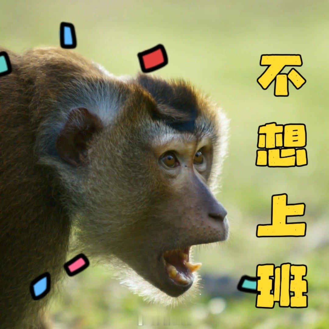 论打工猴的职业修养无法复刻的猴工椰奶第一次因为一群猴子爱上喝椰奶，每一口都藏着它