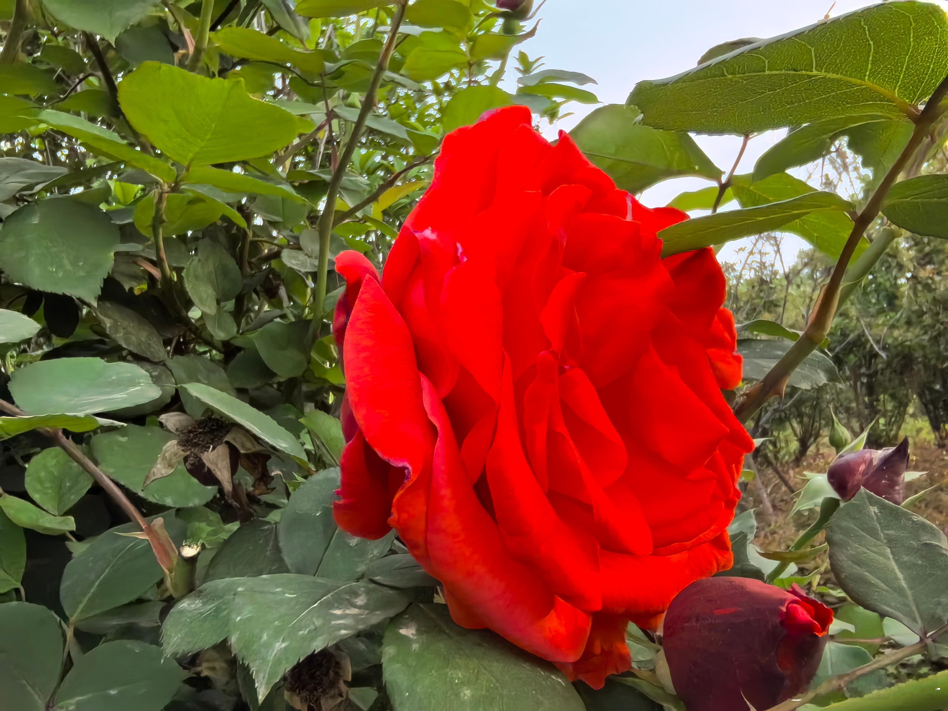 在河南省卫辉市的大街上，看到很多这样的#花# ，开的惊艳娇媚，含苞待放的生机无限