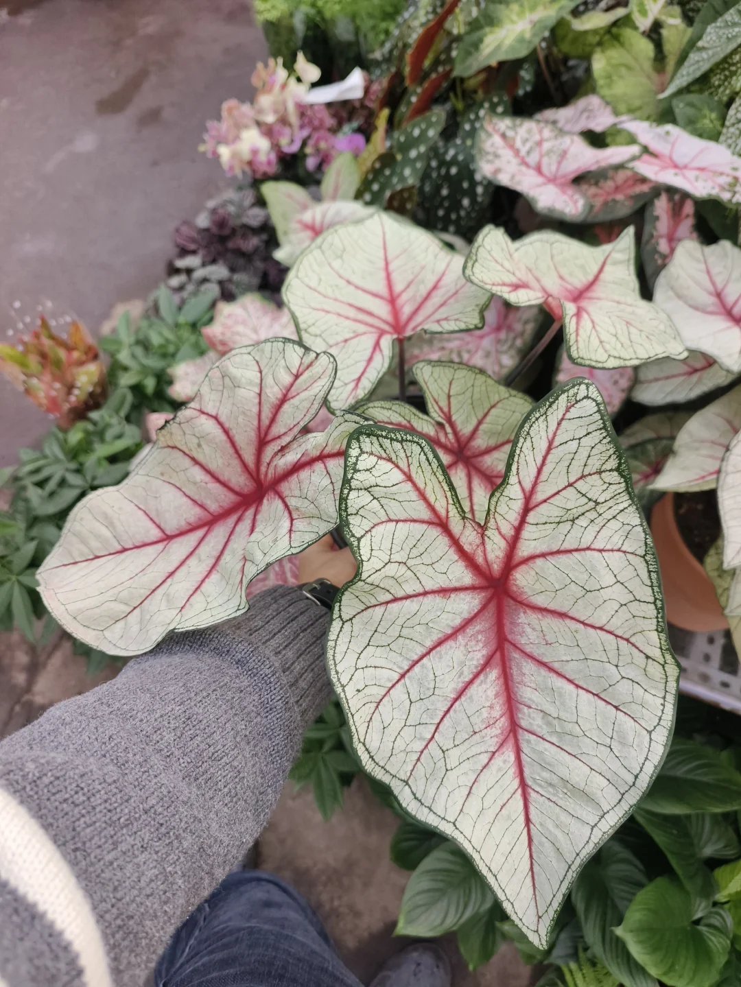彩叶芋到新啦🎊乌鲁木齐绿植