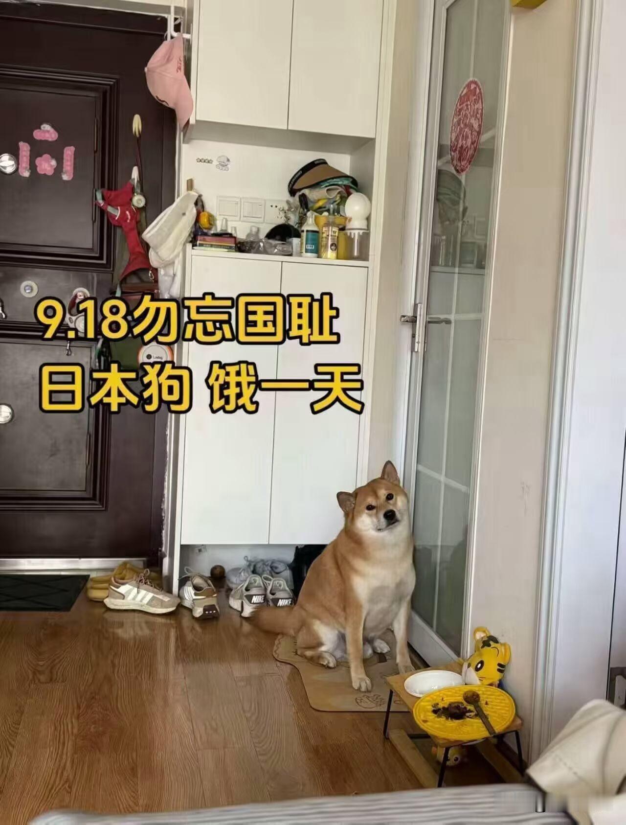 这狗儿的真可怜，就因为带着些扶桑的血统今儿个也被9·18击沉了一天的口粮，关键是