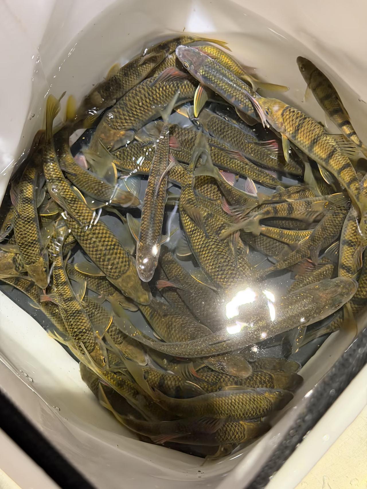 今天的战绩，如何