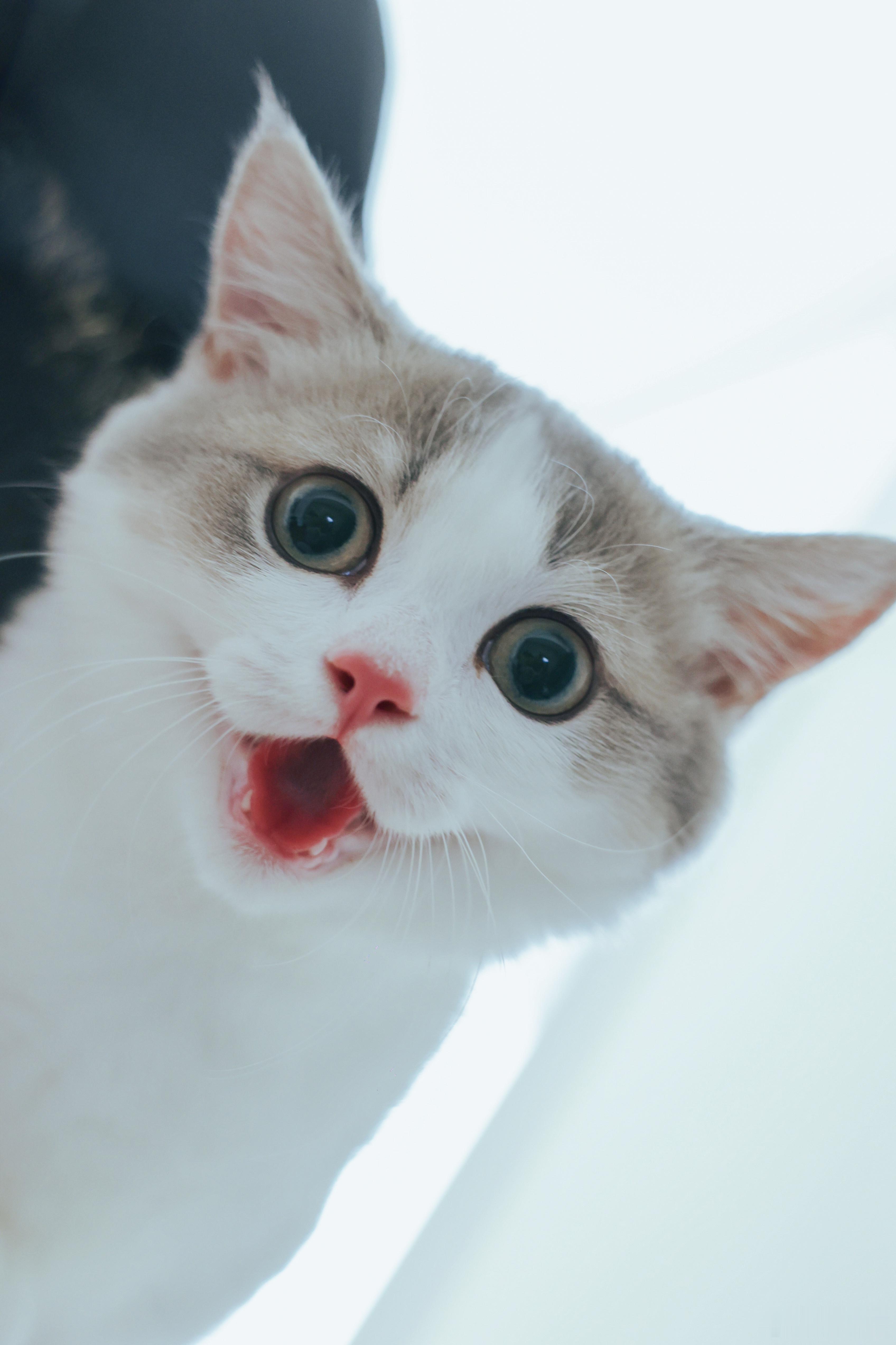 可爱晕了 