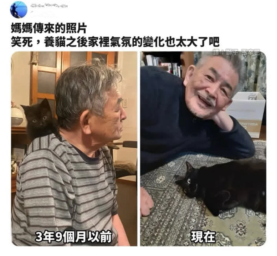 关于小猫的梗图🦴