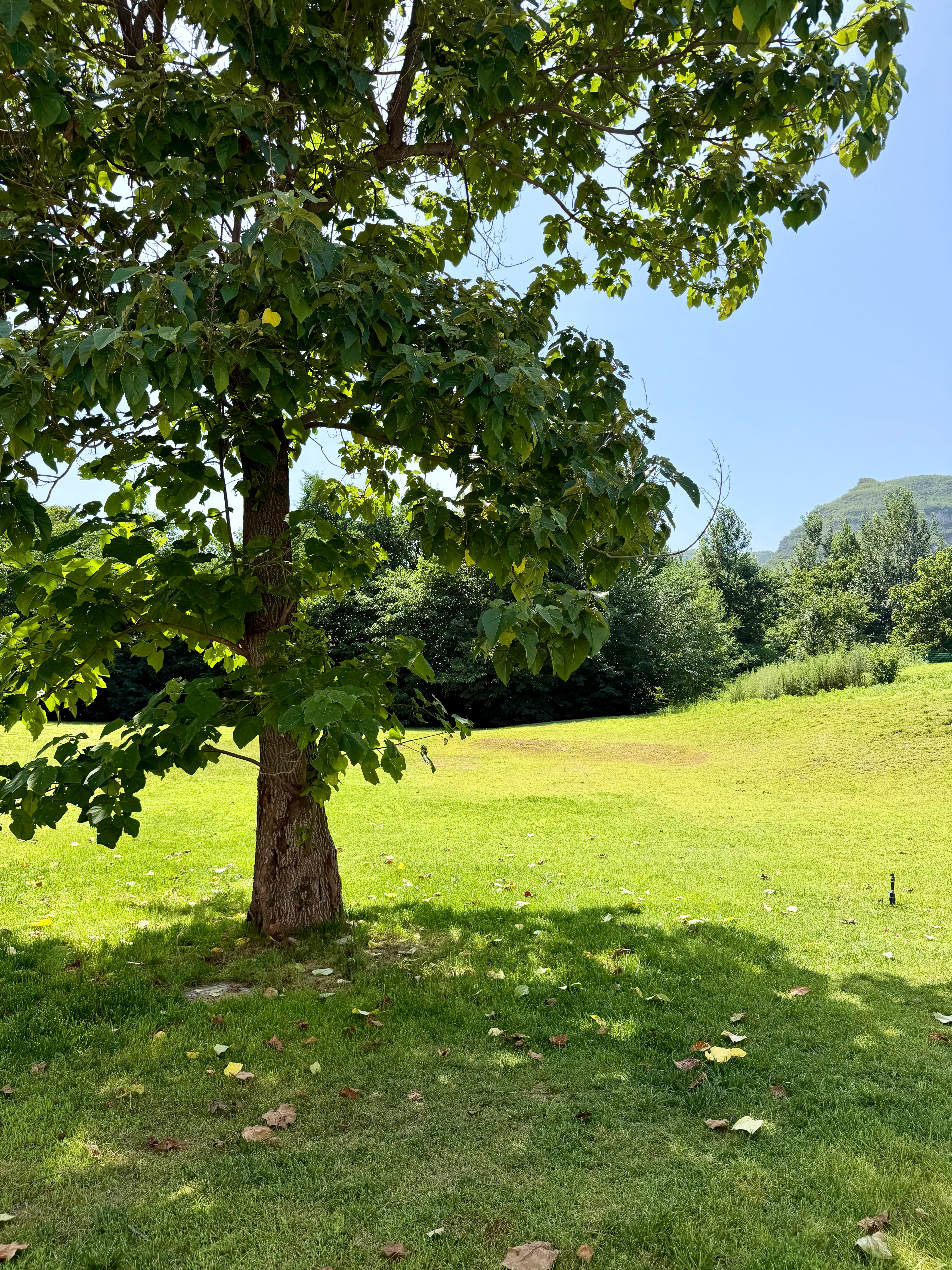 想成为一棵树 生长出纹路 拥抱你的荒芜🌳 石家庄·莉莉安艺术园