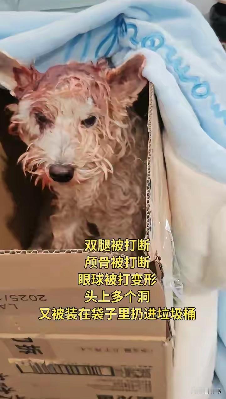 太可怜了！这天一位小姐姐去晨跑，当她路过一个垃圾桶的时候。看到了无比凄惨的一幕，