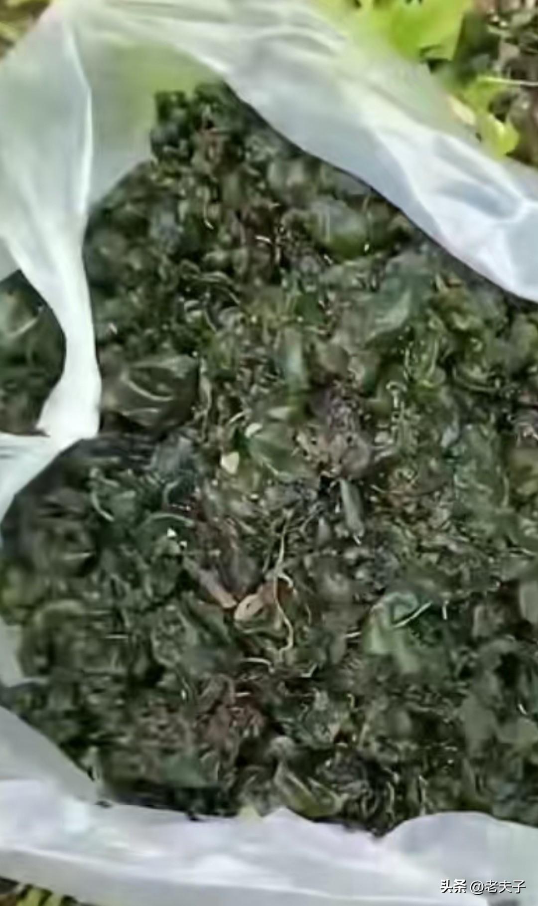 东北方言之（754）地响皮：
这是真菌和藻类共生的野生野菜。雨后，草地，河滩地上