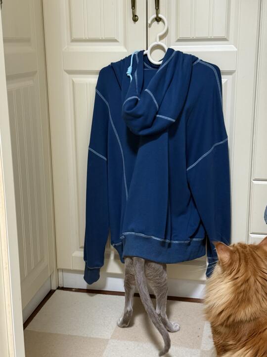 猫师傅认真工作