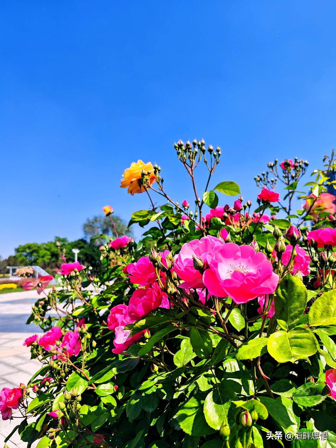 阳光下的浪漫花园，粉色花朵绽放，美不胜收！🌸🌞