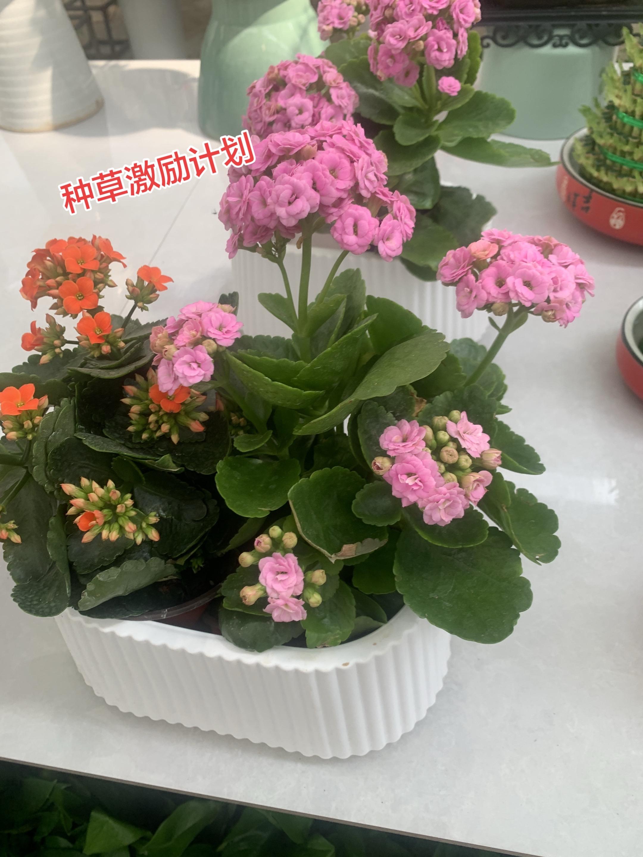 种草激励计划 鲜花 适合室内摆放的花卉盆栽推荐