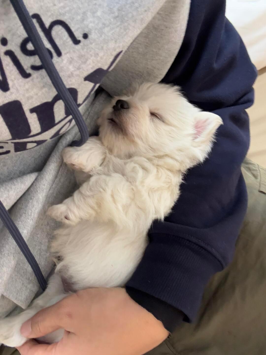 带小狗去上班，别人在摸鱼的时候我就可以摸小狗啦！ 