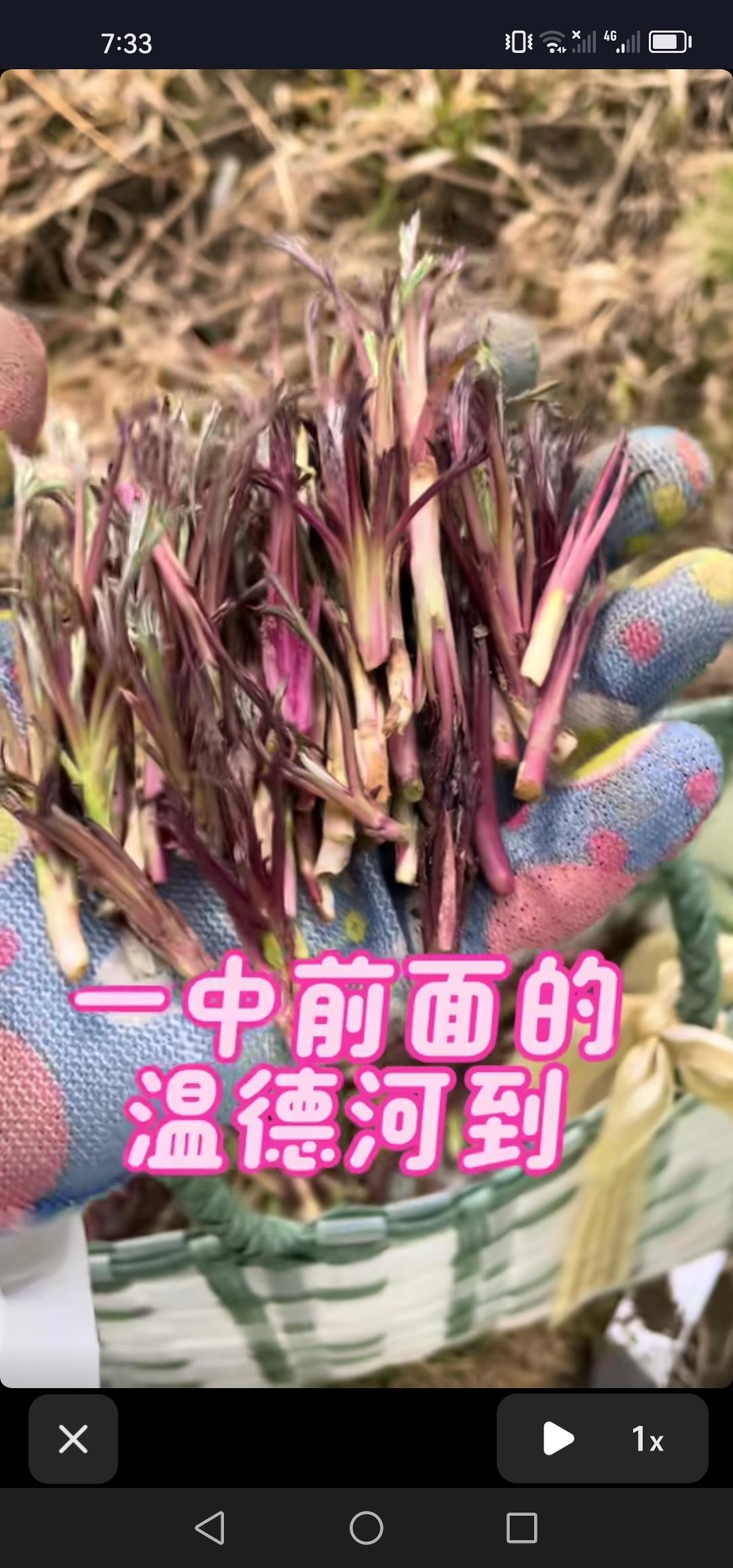 坐标吉林市，4月2号，柳蒿芽冒头了，又到挖野菜的时节了，你准备好了吗？

阳春4