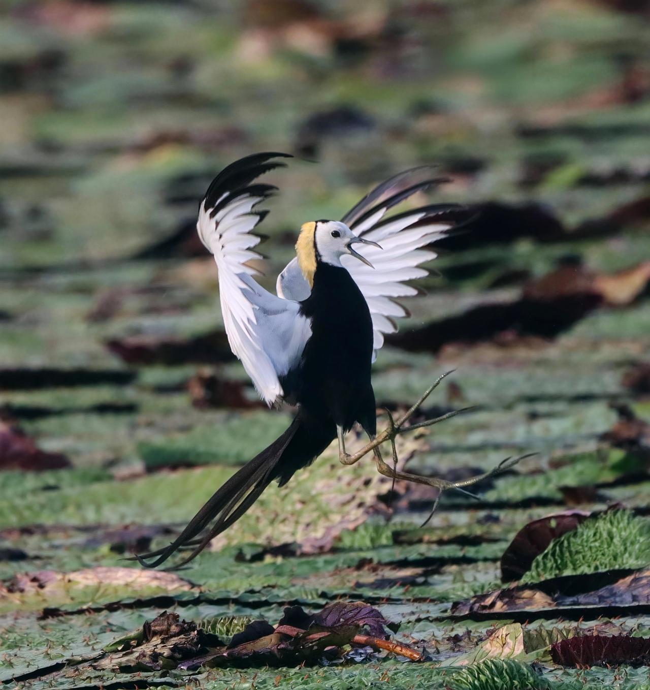 活泼好动，百看不厌