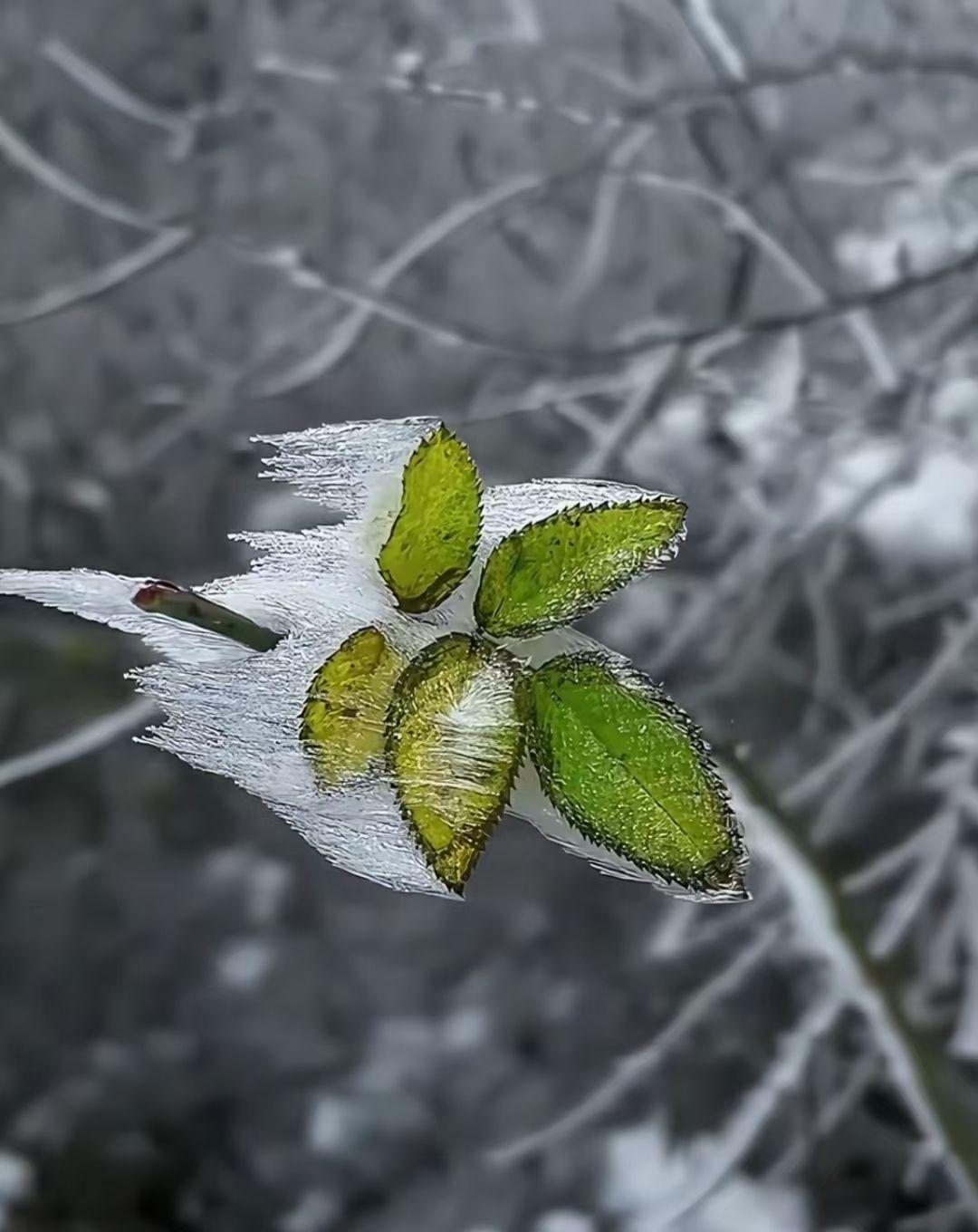 如果风有形状，是否如这冰封的叶？  
“寒冰不能断流水，枯木也会再逢春。”❄️?