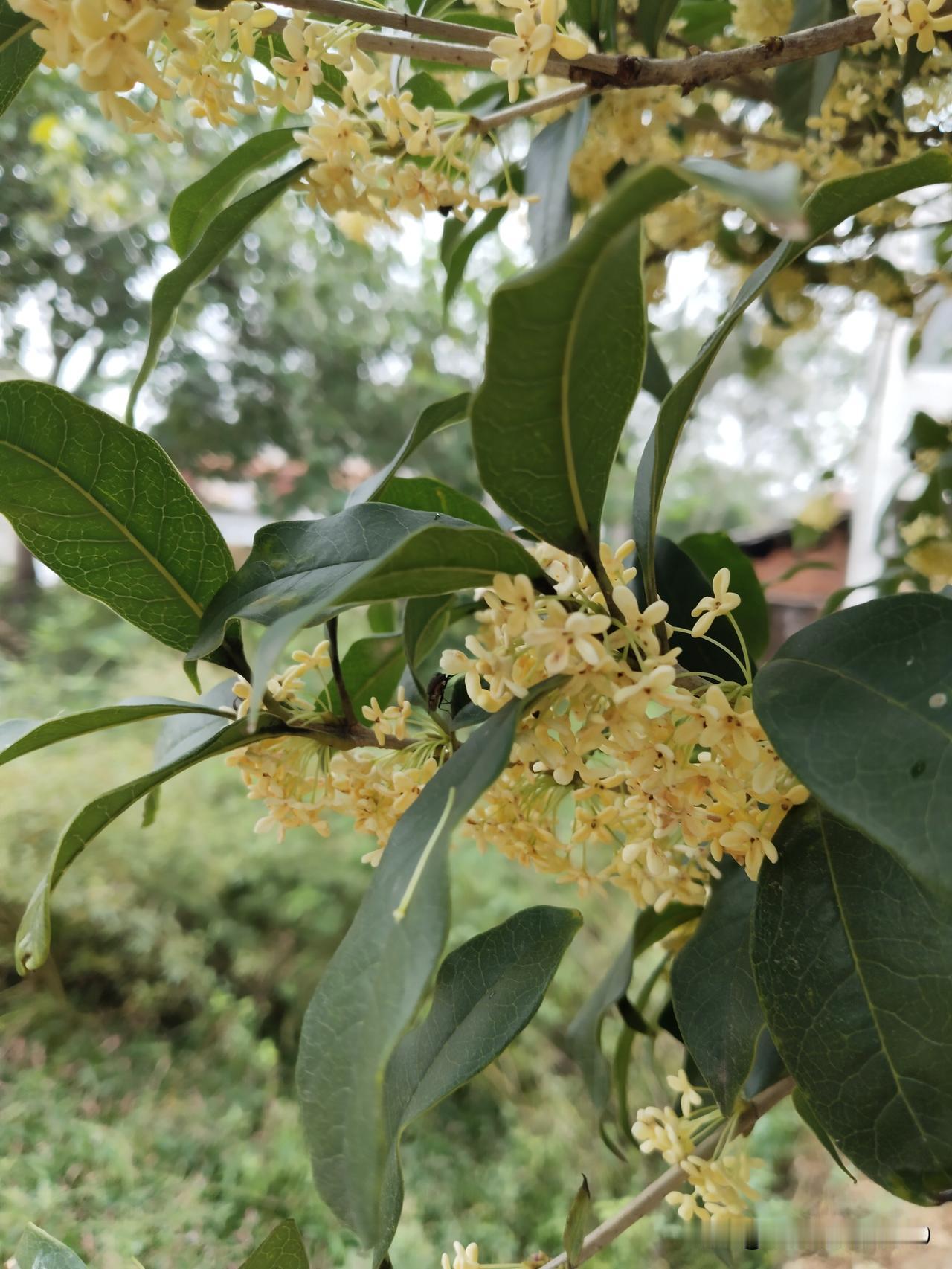 中秋节又到了，桂花又开了，空气中都是香甜的味道！