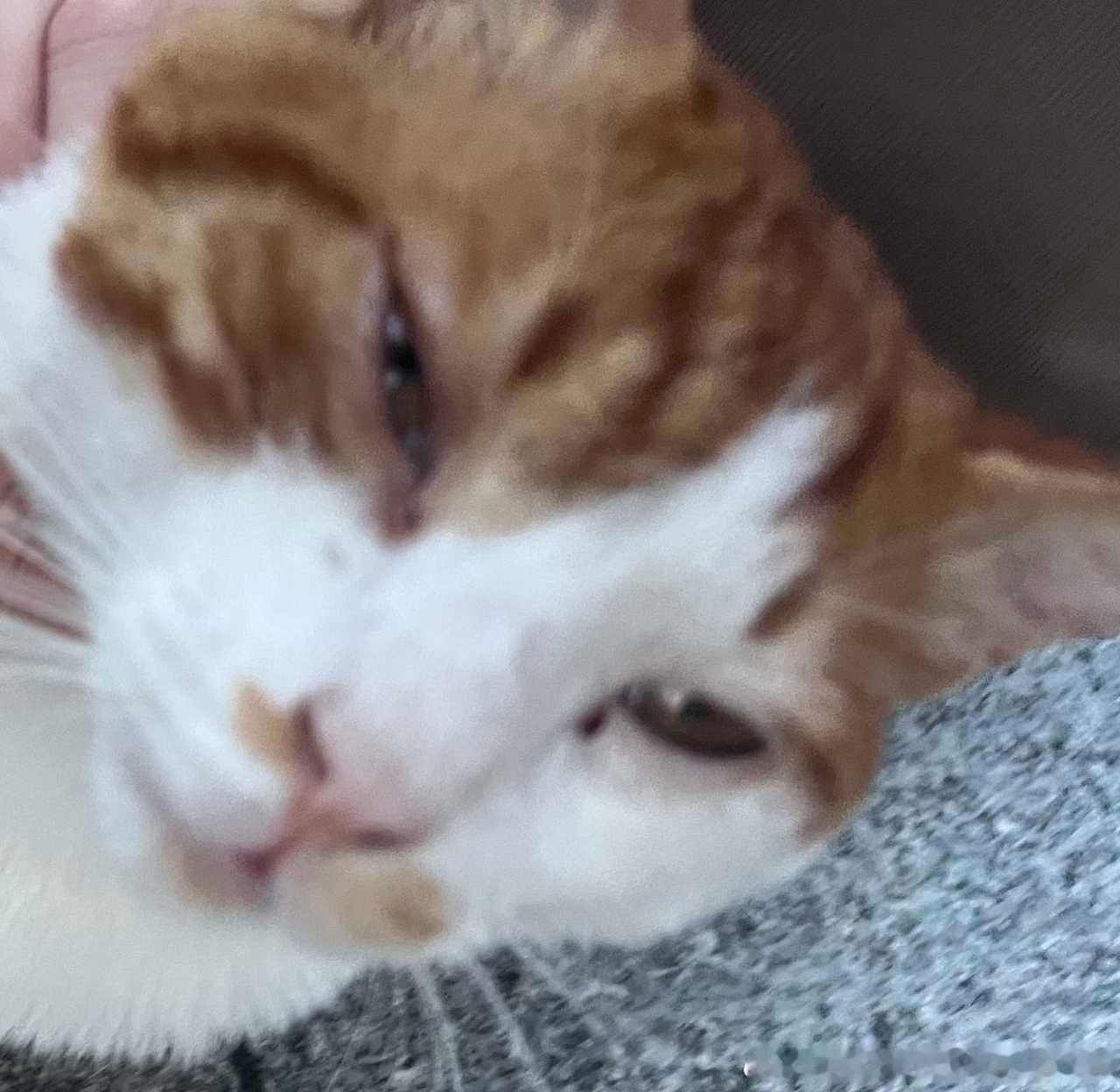 49156【丑猫】此猫被人摸了之后就这样： 