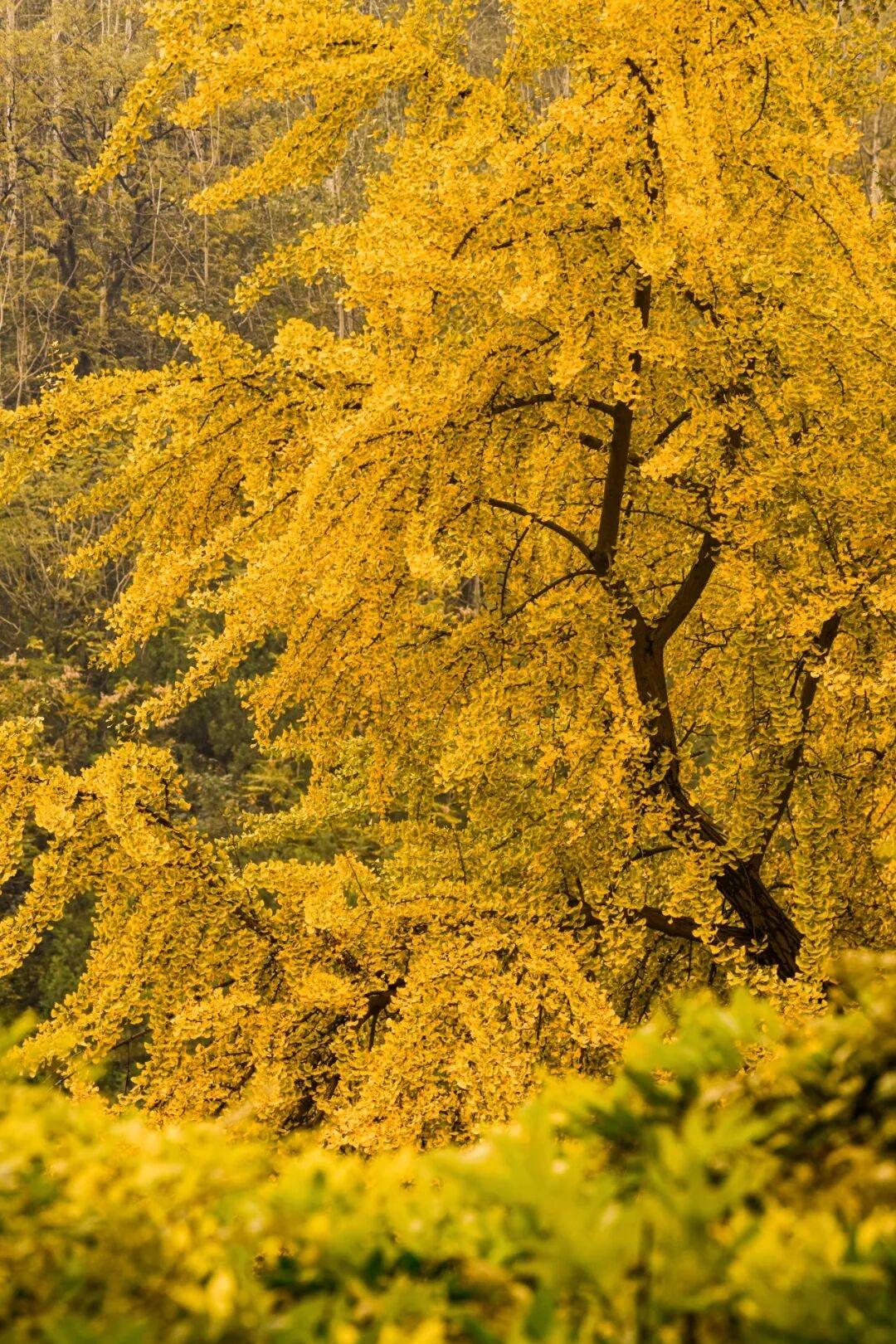 可以分享一张秋景的树叶的照片吗？近日，外交部发言人毛宁在海外社交平台分享西安古观
