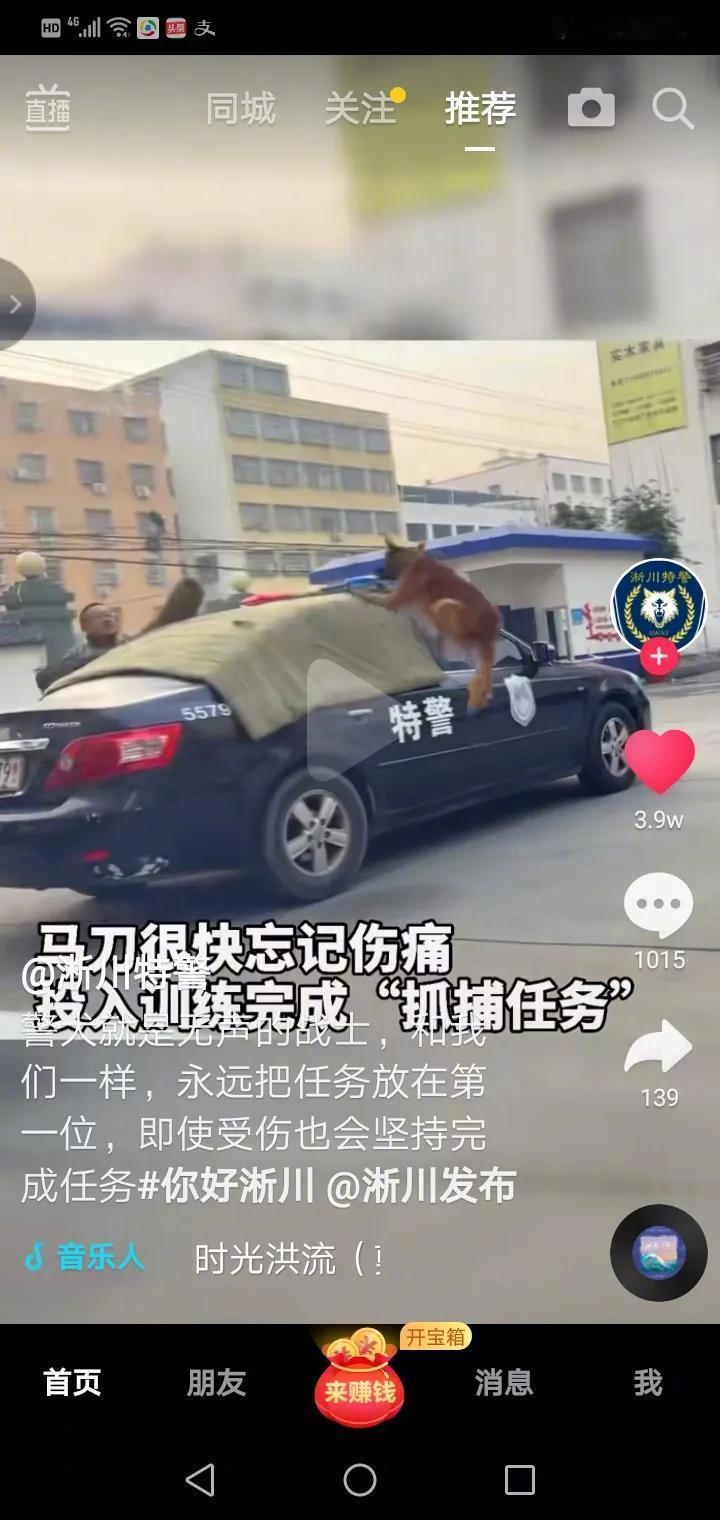 这只叫马刀的警犬在训练中受伤，在训导员的简单擦拭后，又投入了高强度的训练中！它们