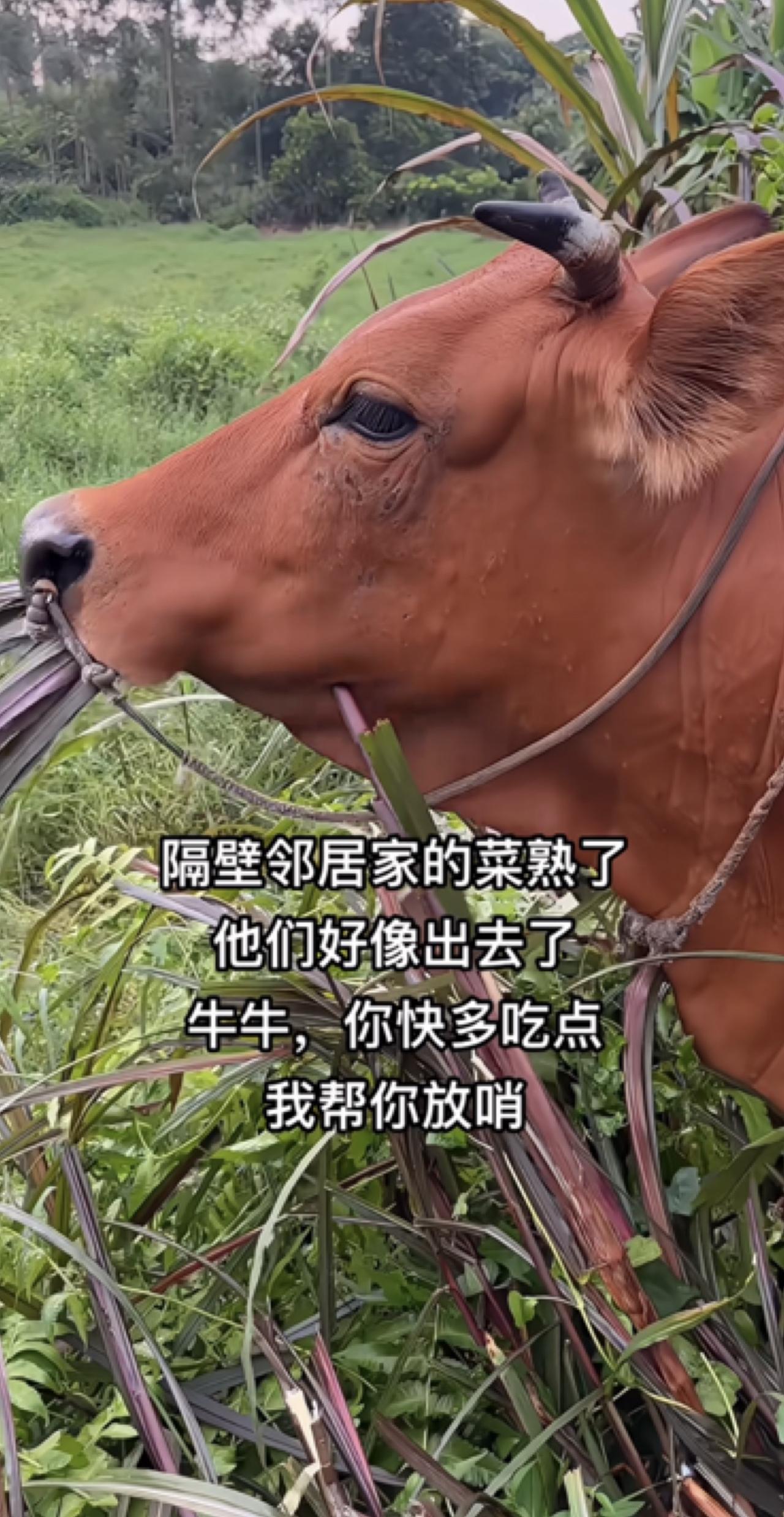 牛牛，多吃点邻居家的菜 牛牛 放牛