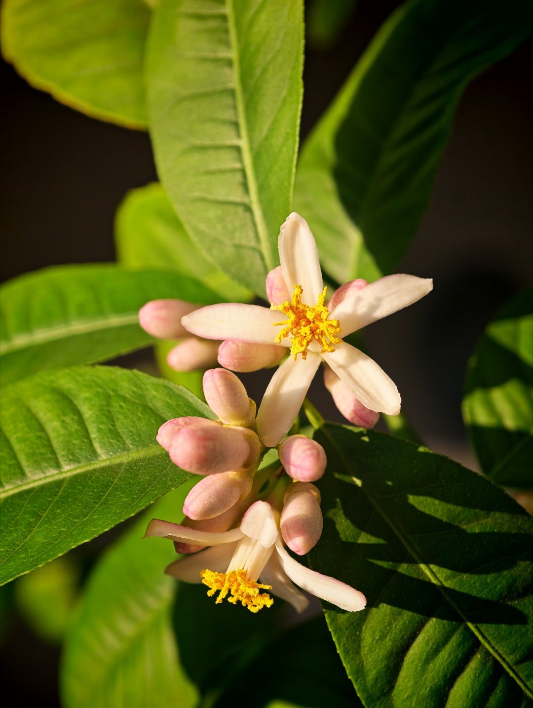 柠檬树又开了几朵花，看来今年有希望实现自产柠檬茶柠檬美式