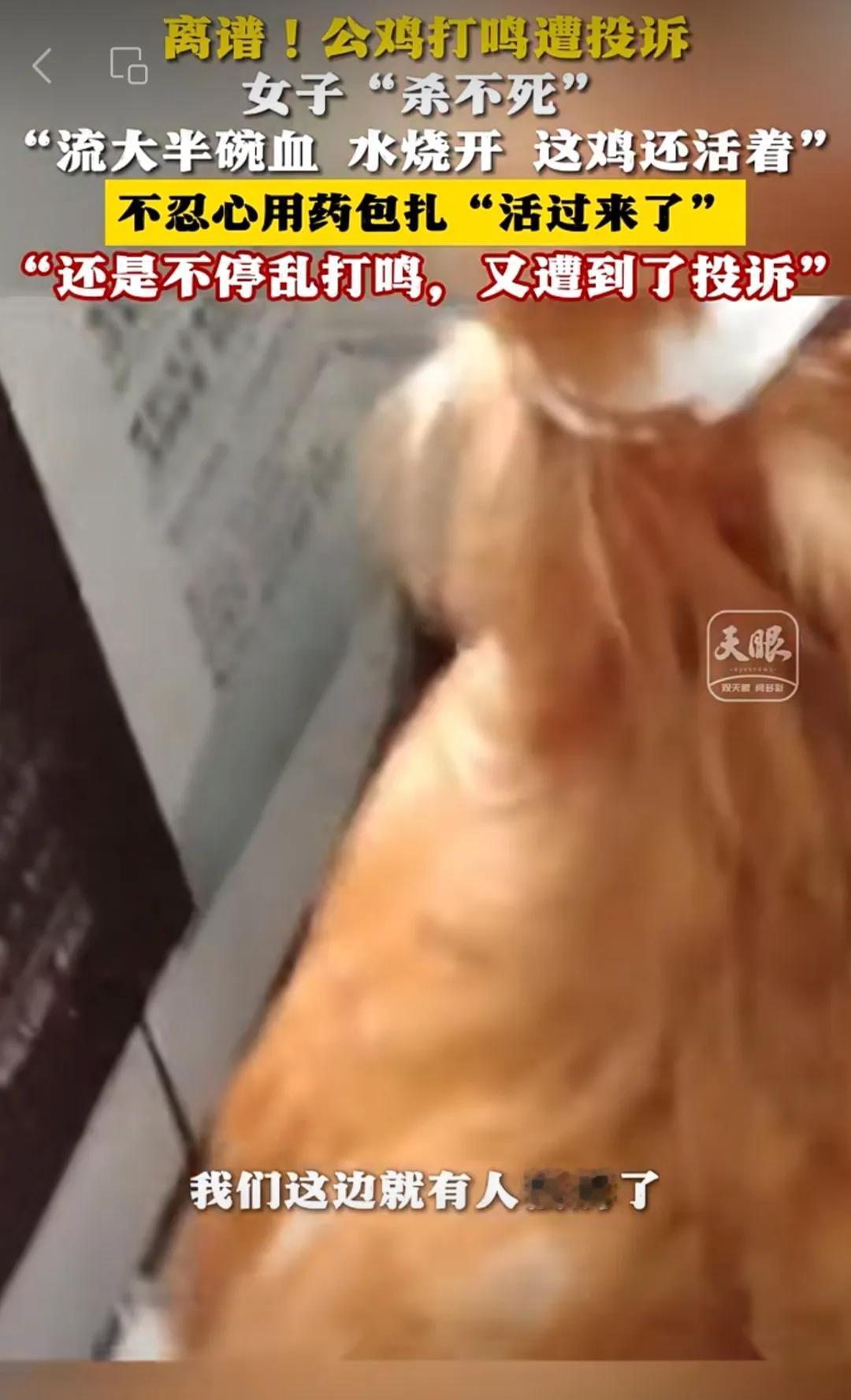 离谱！公鸡打鸣持续打扰邻居，主人一气之下将其宰了，谁料中途主人突然心软，给其贴药