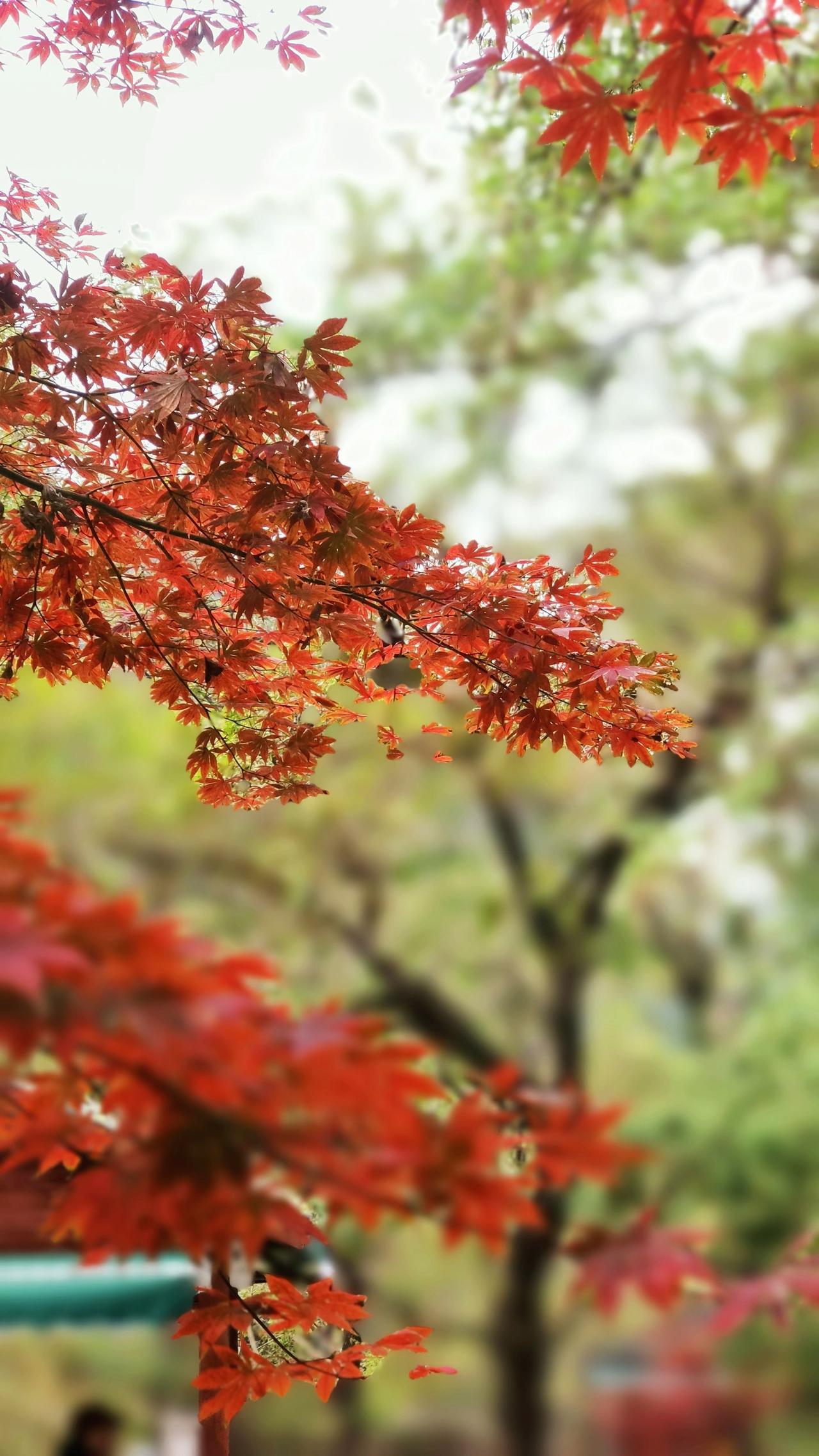 秋叶静美，不争不喧 ; 踩着落叶，走过秋天。秋天很美呀