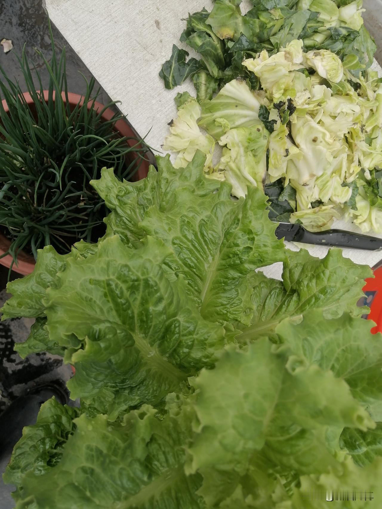 善良是留给懂感恩的人,您认可吗?确实如此，有些人就是白眼狼，你对它再好，它不但没