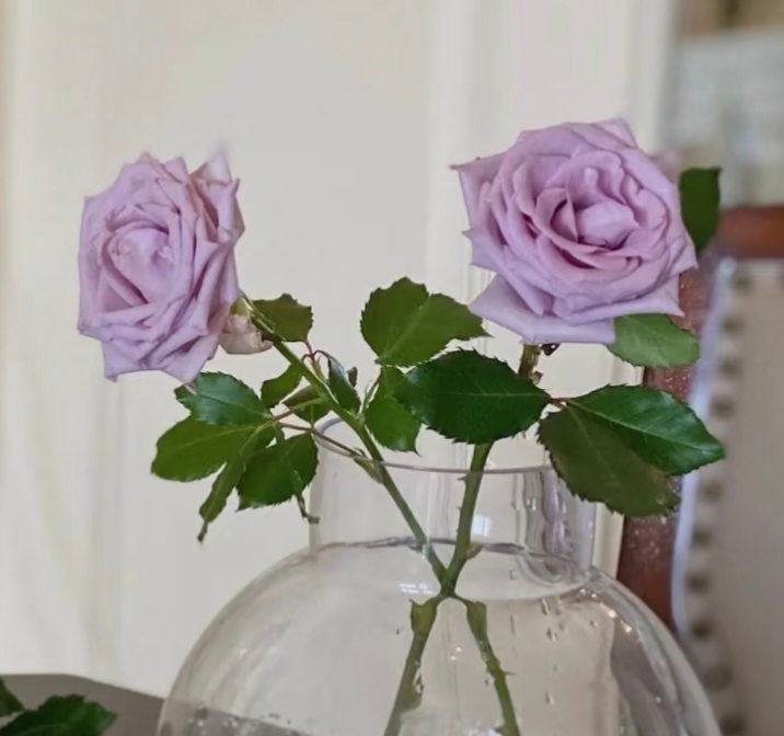 紫霞仙子玫瑰🌸花语:纯真、浪漫和为爱不顾一切。这种花象征着真挚、纯洁的爱情，以