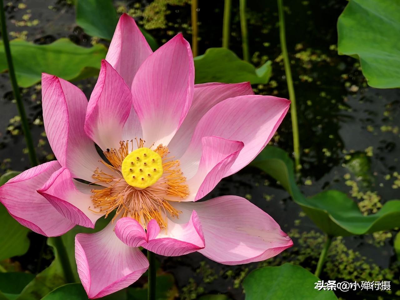 高血糖有效缓解的方法是什么高血糖有效缓解的最有效方法是药物治疗加管住嘴，跨开腿。