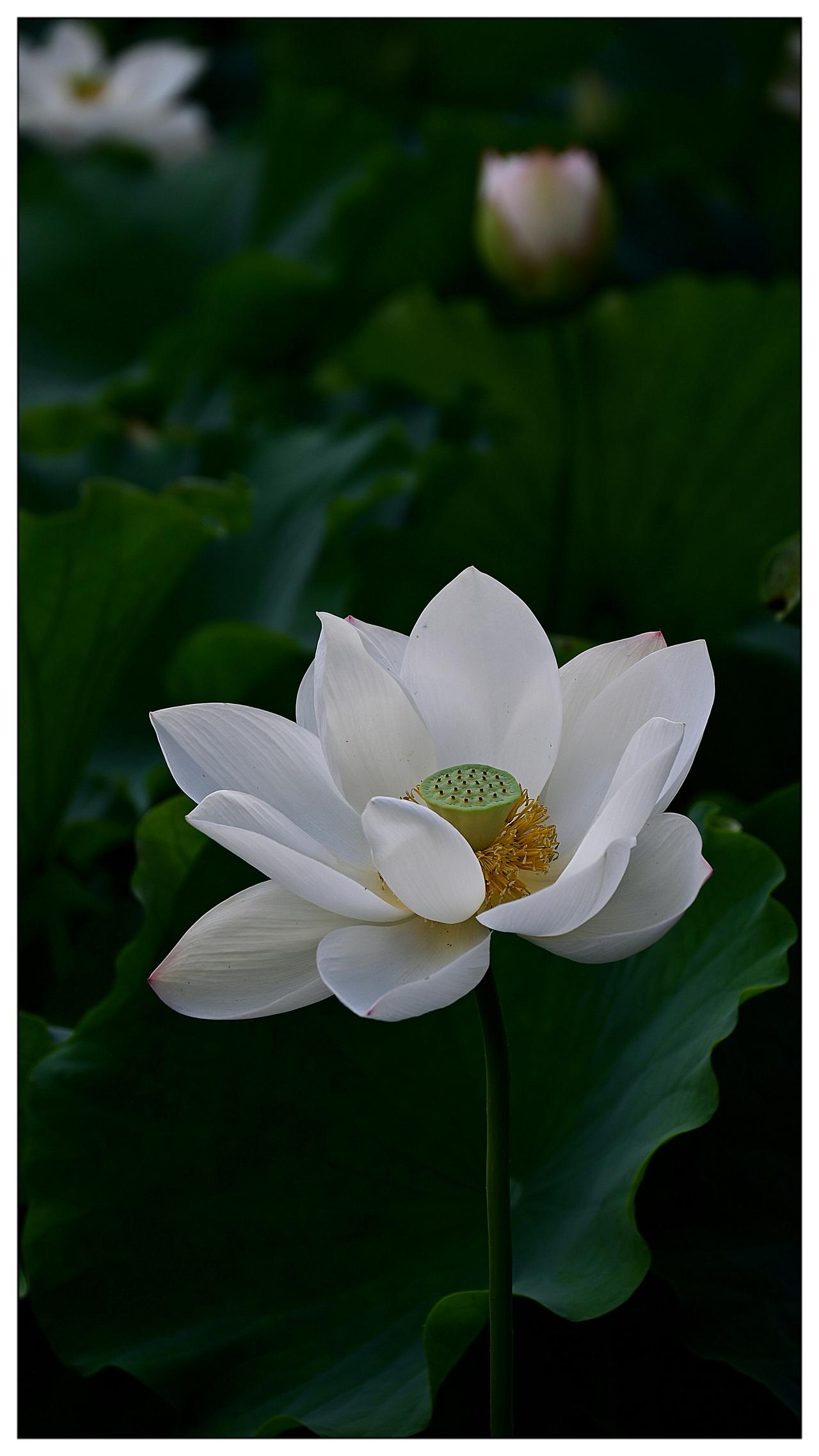 出乌泥而不染的似雪莲花