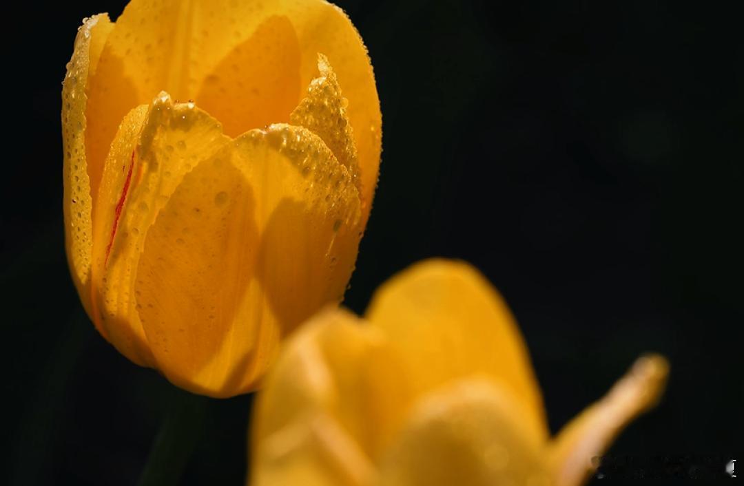 郁金花绽放，芬芳萦绕初夏时节～寻美河南