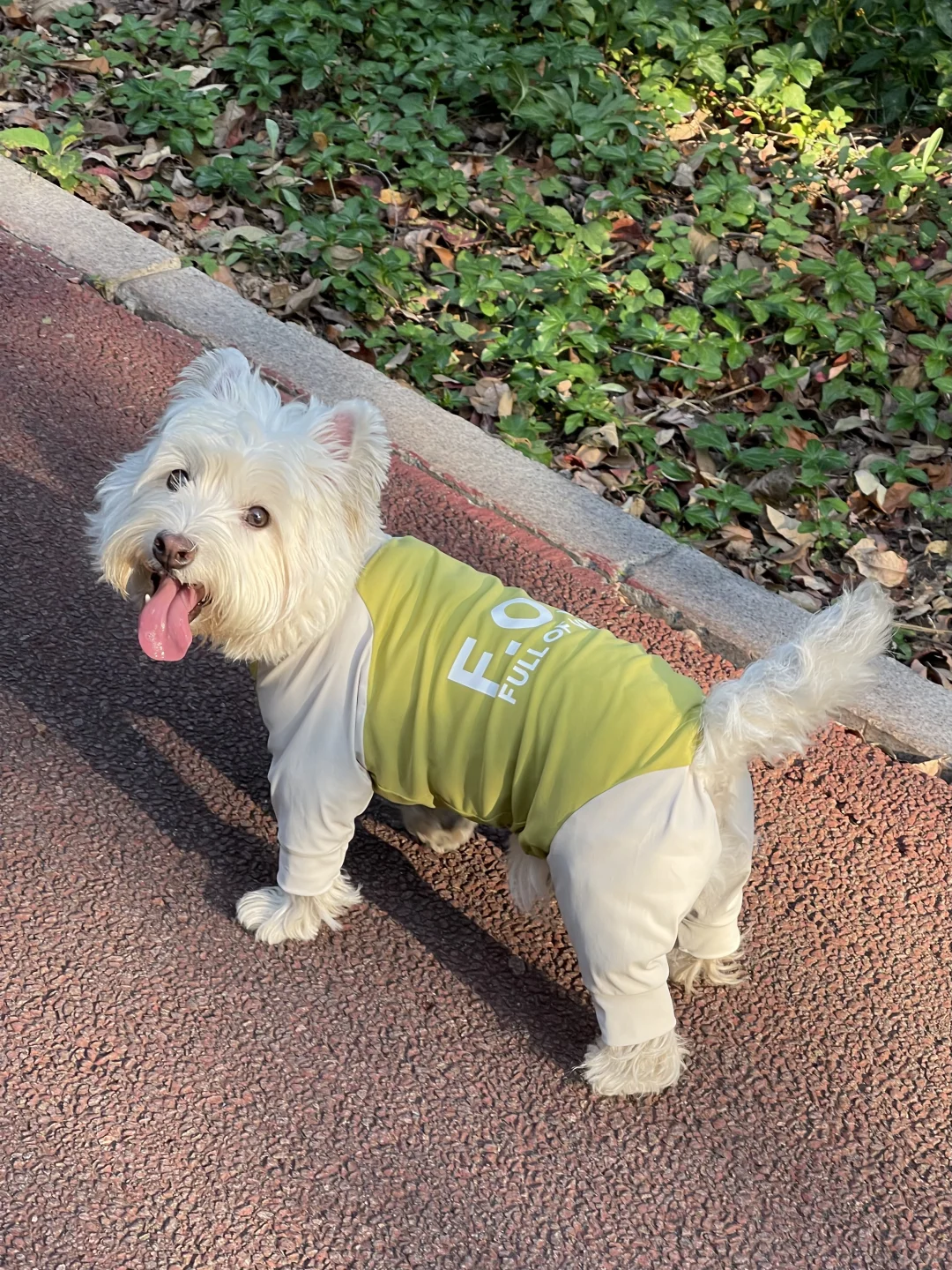 贵是贵了点 🧄第一件全面覆盖四脚衣！