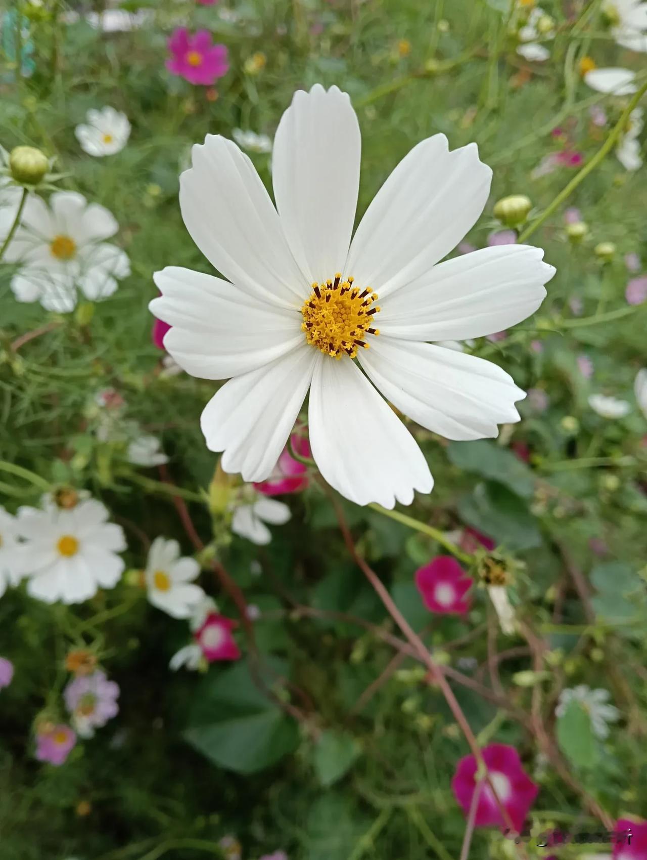 秋天的花#秋季景色大pk#