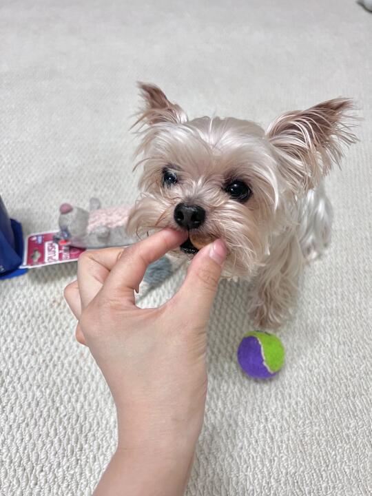 🐾｜挑食狗摇身一变猛虎扑食！