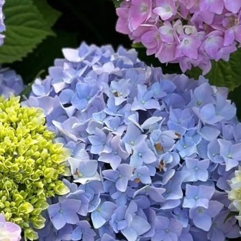 绣球花的种植方法：1、土壤要求：绣球花喜欢酸性土壤，不耐瘠薄与盐碱。在碱性土壤中