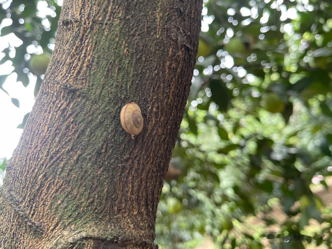 缓慢而坚定，
柔软而坚强，
沉稳而坚持，
镇笮而坚守。
不忘初衷，不眠不休，不屈